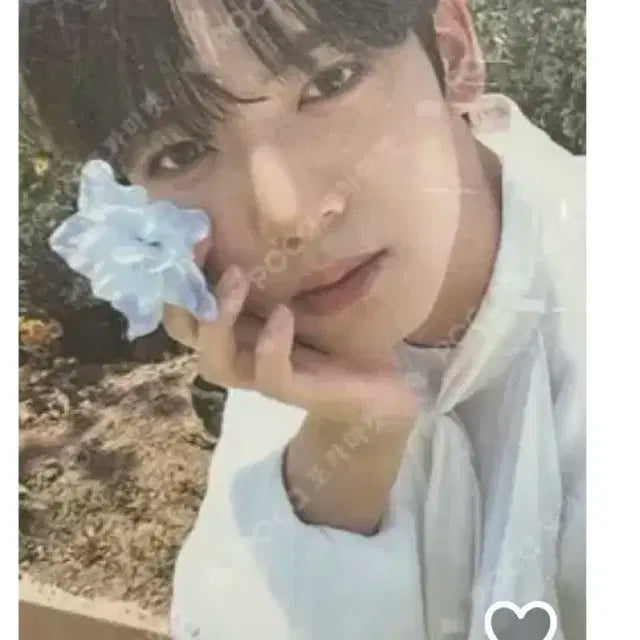 제로베이스원 한유진 미공포 일괄 개별 양도