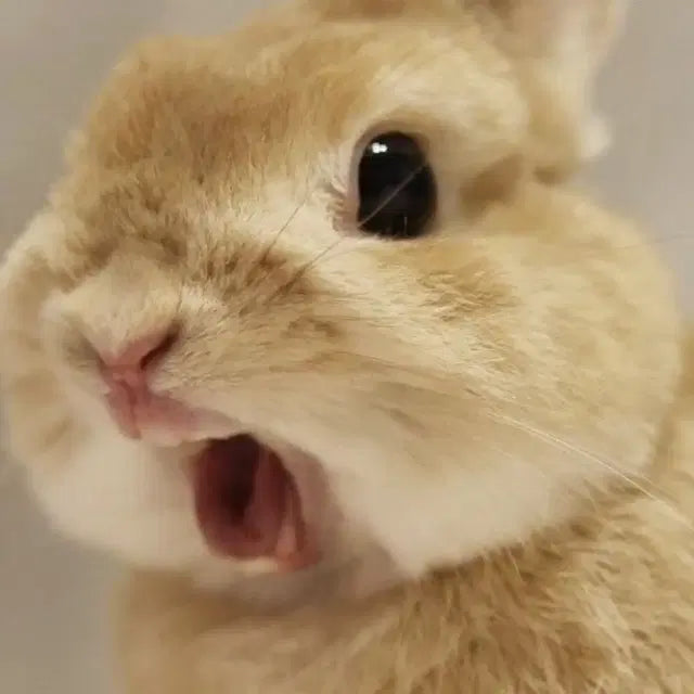 제베원 응원봉 양도합니다 ^_^