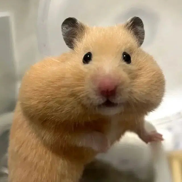 보넥도 타워레코드 운학 양도