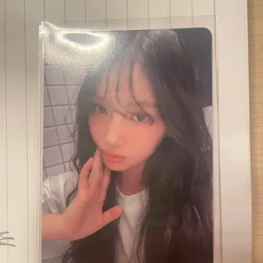 버니즈캠프 혜인 포카