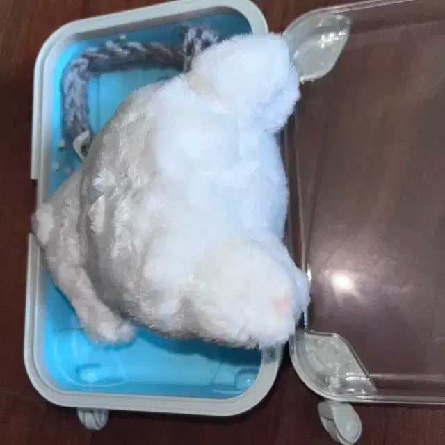 스키즈 필릭스 뽁냥이 입없뽁