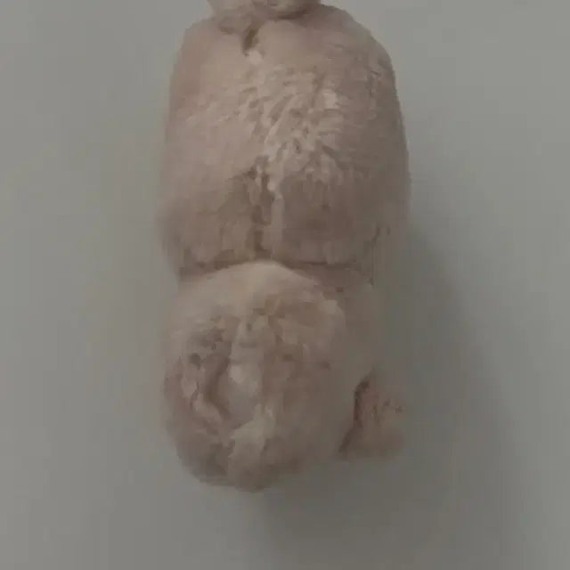 더보이즈 현재 인형 횬도리 양도