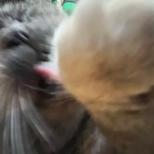 ㅍㅎ