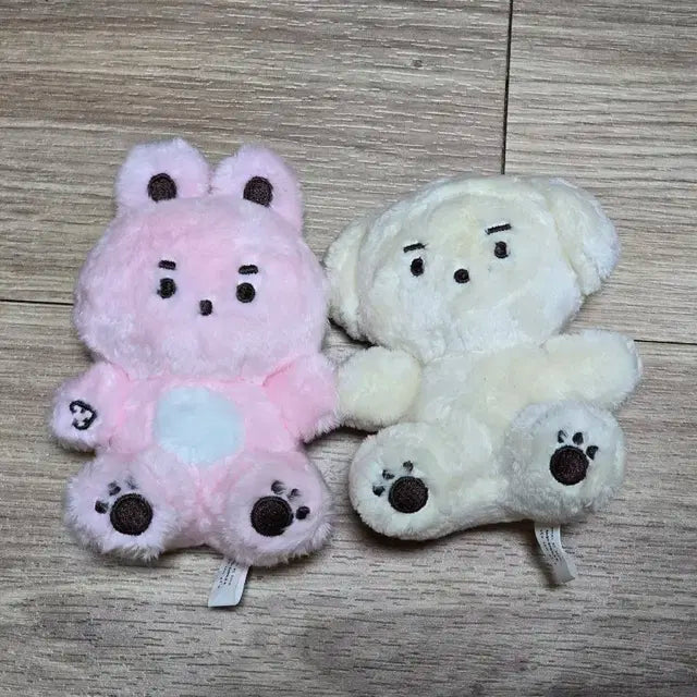 데이식스 콩필이 콩돗개