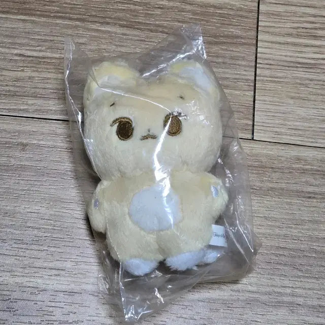 원가이하) 데이식스 케냥이