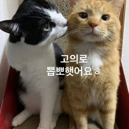 똘병 똘병이 인형 10cm  라이즈 소희