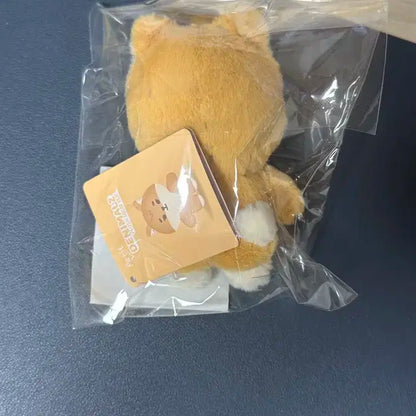 데이식스 쁘띠멀즈 케 영케이