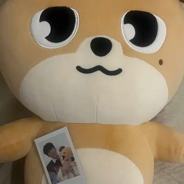 데이식스 자이언트 데니멀즈 판매