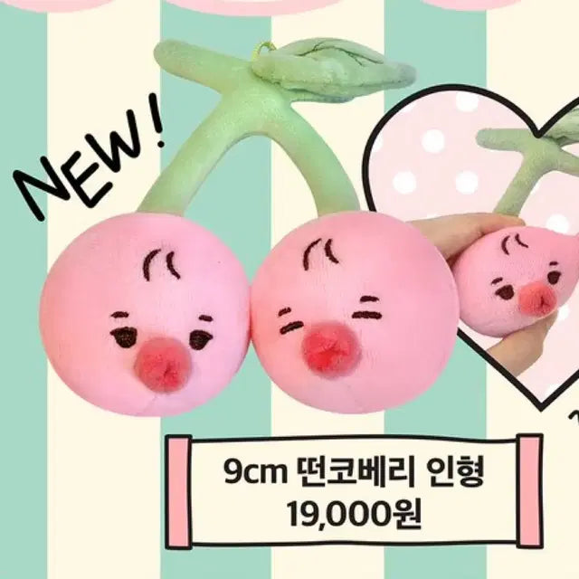 더보이즈 선우 떤코 떤코베리