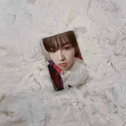 엔시티 위시 송버드 스미니 슴미니 사쿠야 포카