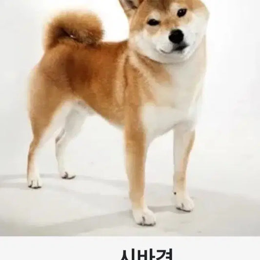제베원두새트 결재창