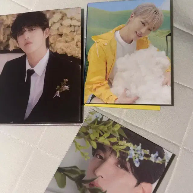 새븐틴 에스쿱스, 도겸 , 디노 캐럿반