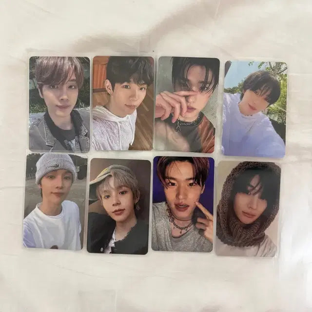 라이즈 포카 멤버별 일괄 양도 성찬쇼타로소희앤톤