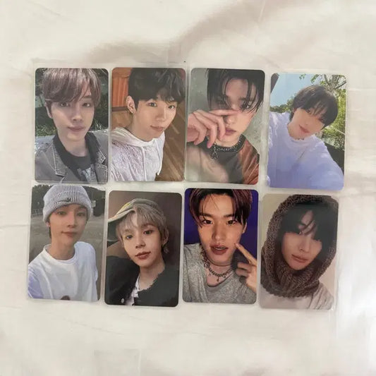 라이즈 포카 멤버별 일괄 양도 성찬쇼타로소희앤톤